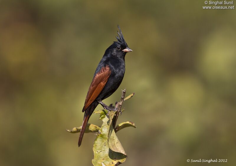 Crested Bunting