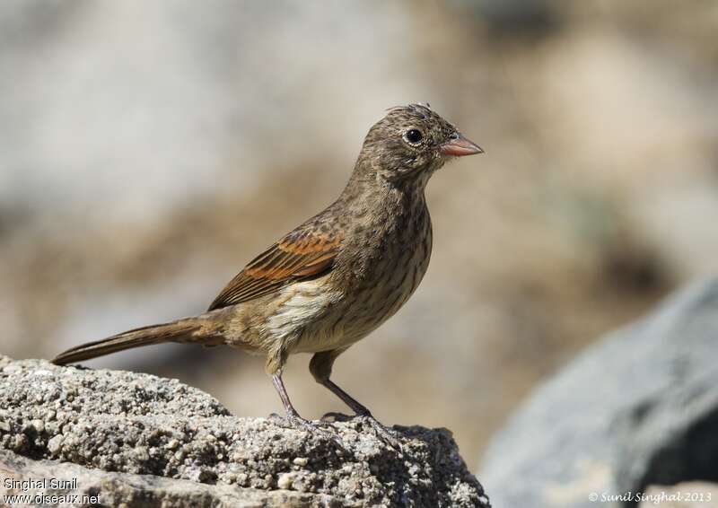 Bruant huppé femelle adulte, identification