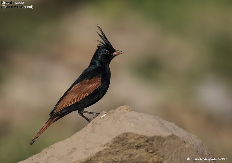 Bruant huppé mâle, identification