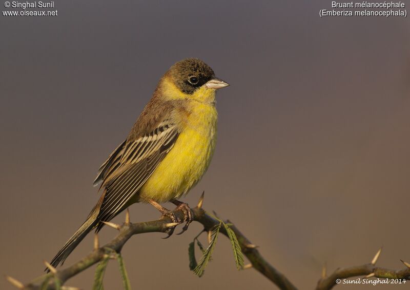 Black-headed Bunting male adult, identification