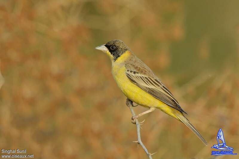 Black-headed Bunting male adult post breeding, identification