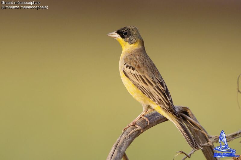 Black-headed Bunting