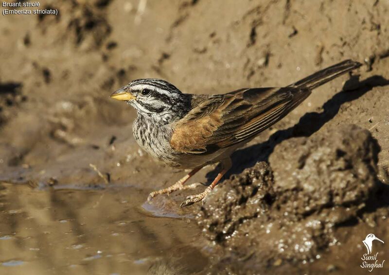 Striolated Buntingadult, identification