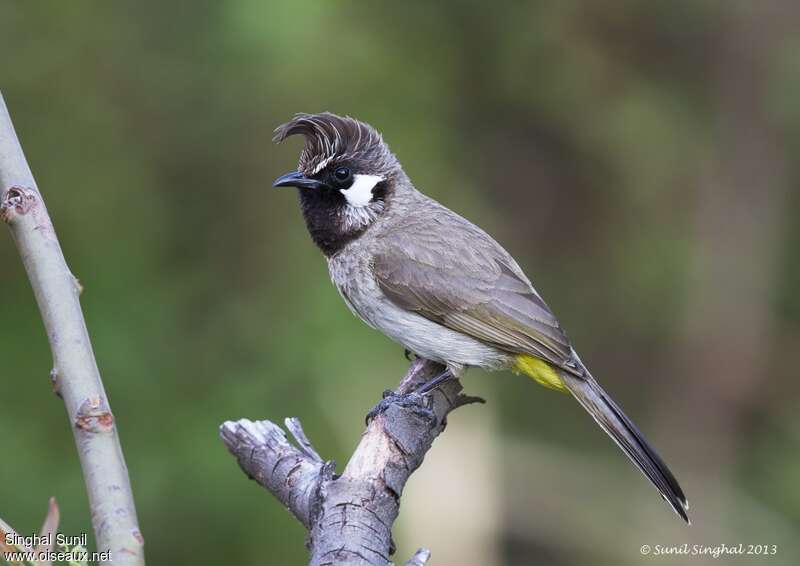 Himalayan Bulbuladult, identification