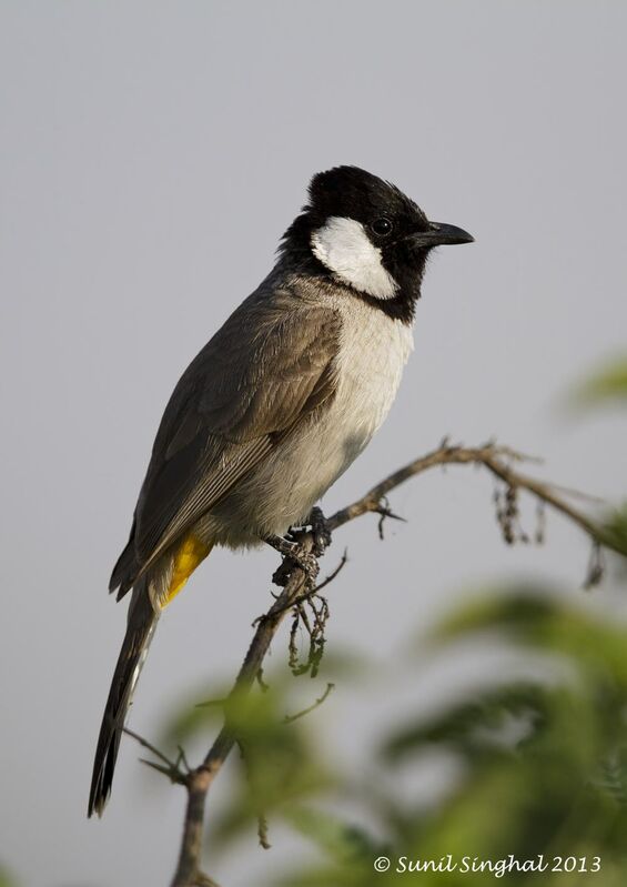 Bulbul à oreillons blancs