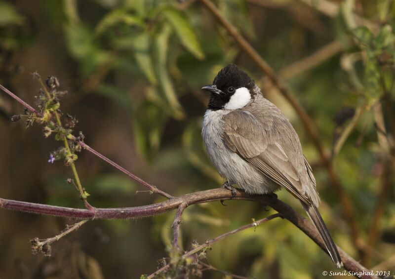 White-eared Bulbuladult, identification