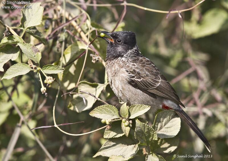 Red-vented Bulbuladult, Behaviour