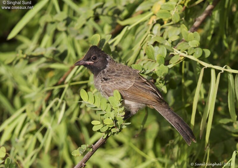 Red-vented Bulbulimmature, identification