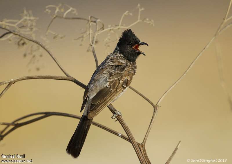 Red-vented Bulbuladult, song