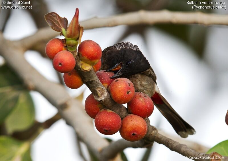 Red-vented Bulbuladult, feeding habits, eats