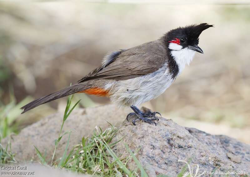 Red-whiskered Bulbuladult, identification