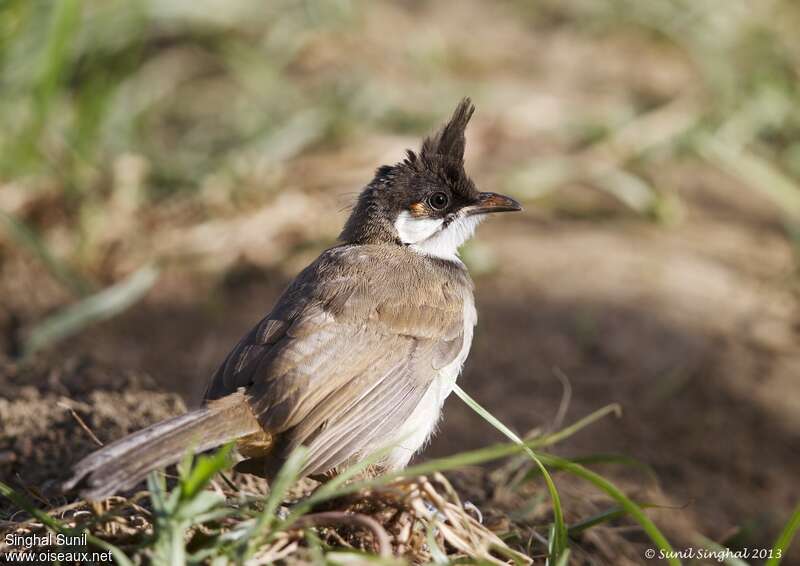 Bulbul orphéeimmature, identification