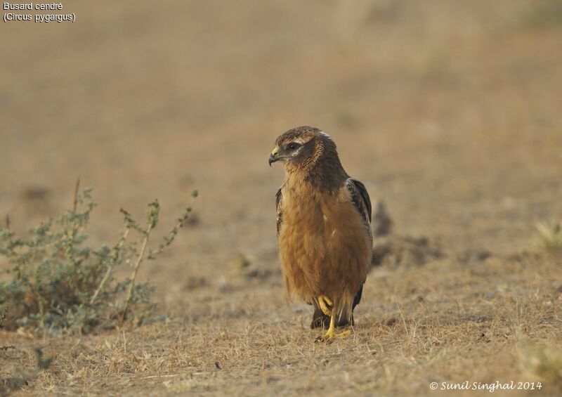 Montagu's Harrierjuvenile, identification