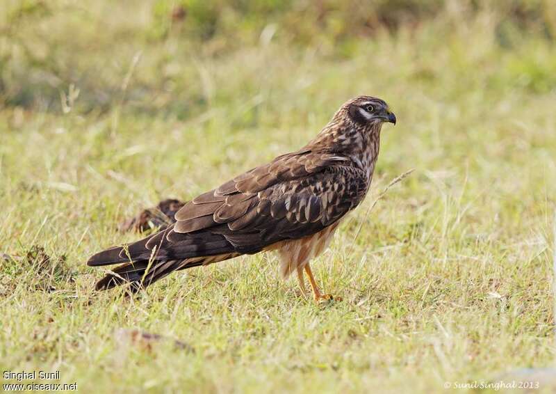 Montagu's Harrier female adult, identification