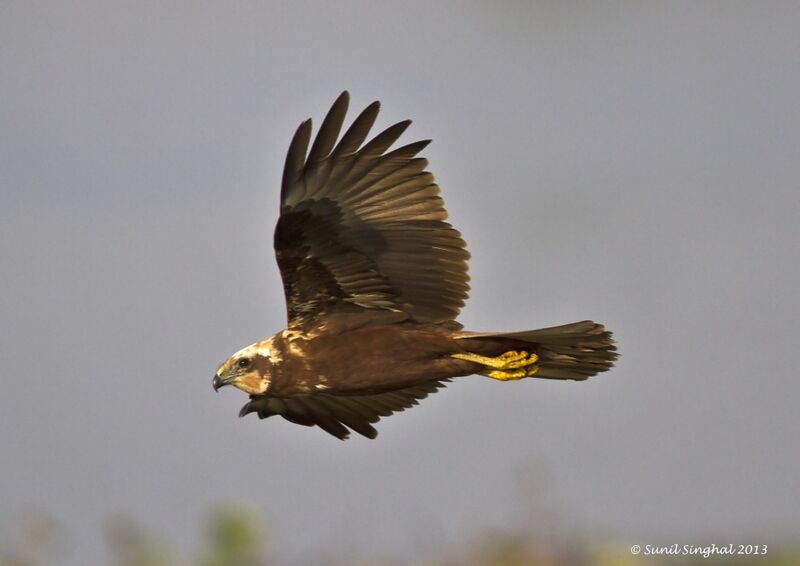 Western Marsh Harrier