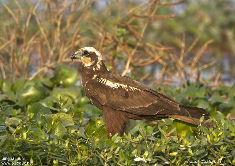 Western Marsh Harrier female Second year, pigmentation