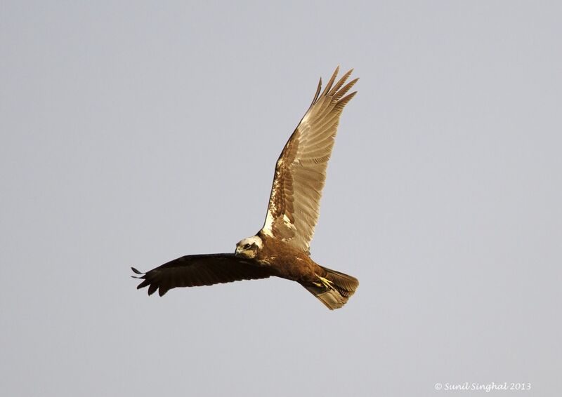 Western Marsh Harrier