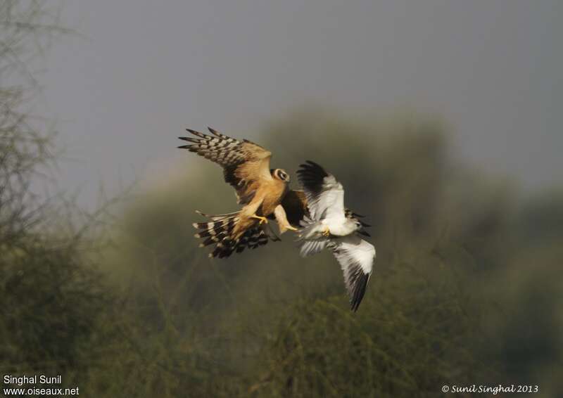 Pallid Harrier female Second year, fishing/hunting, Behaviour