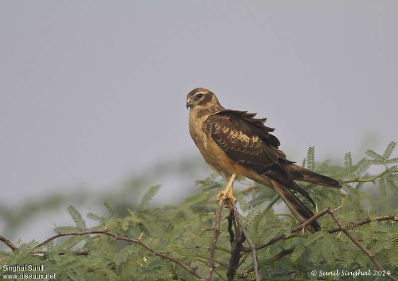 Pallid HarrierFirst year, identification