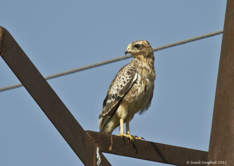 White-eyed Buzzard