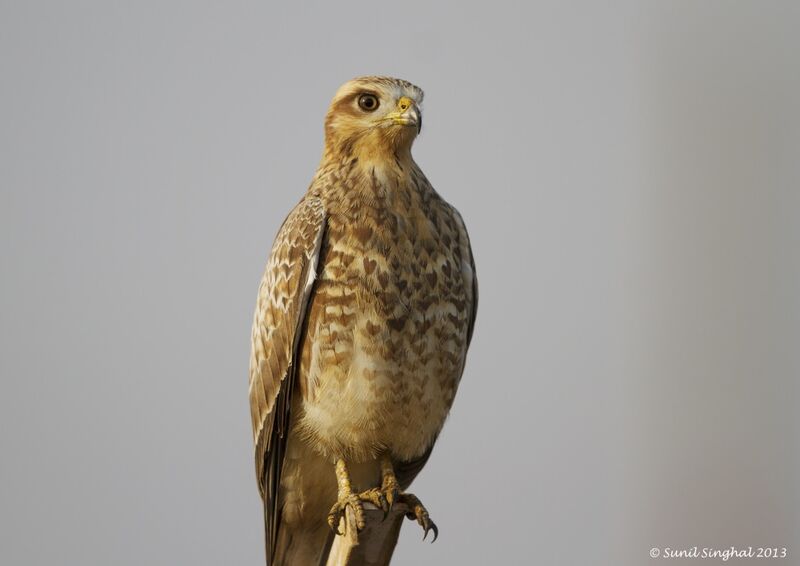 Busautour aux yeux blancsimmature, identification