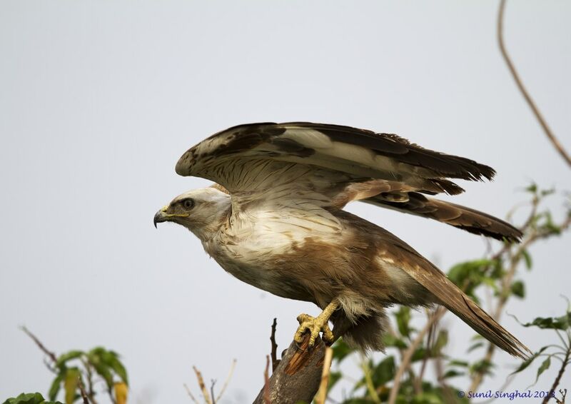 Long-legged Buzzard