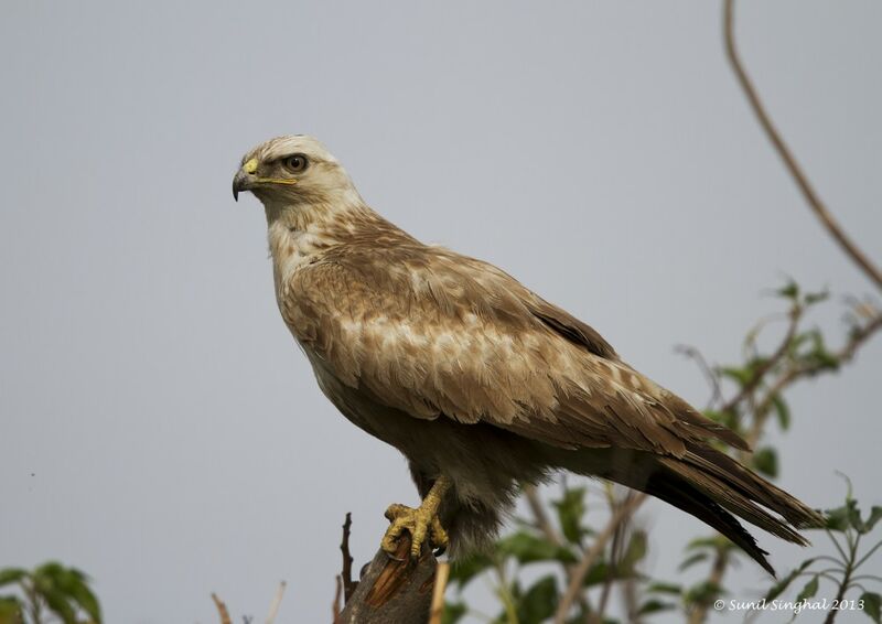 Long-legged Buzzard