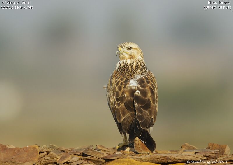 Long-legged Buzzard