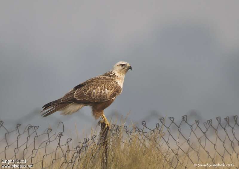 Long-legged Buzzard, Behaviour