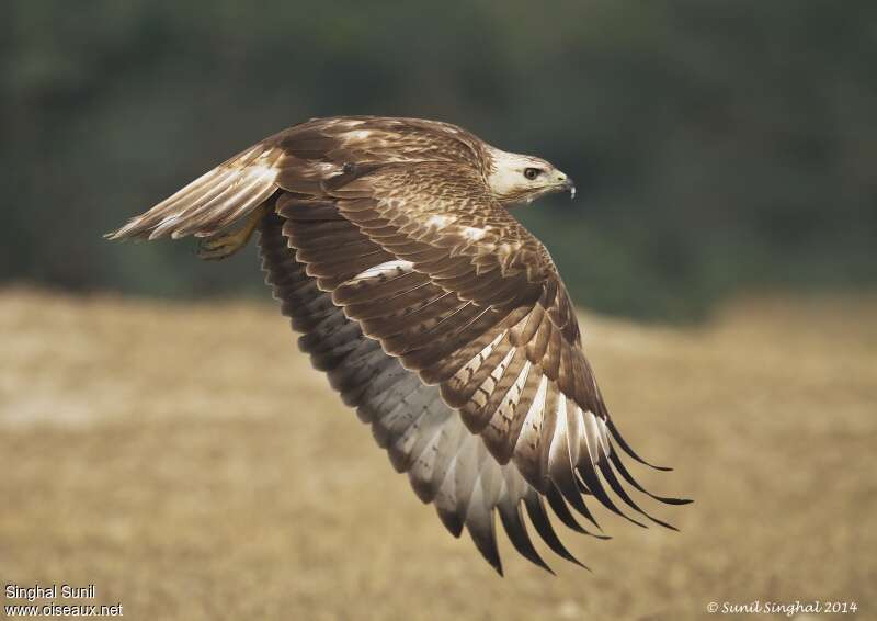 Long-legged Buzzard, Flight