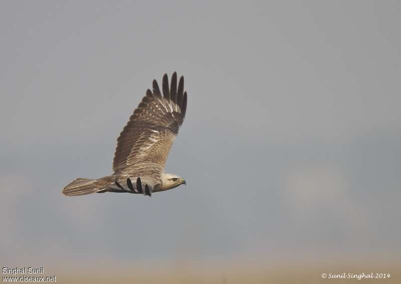 Long-legged Buzzardadult, Flight