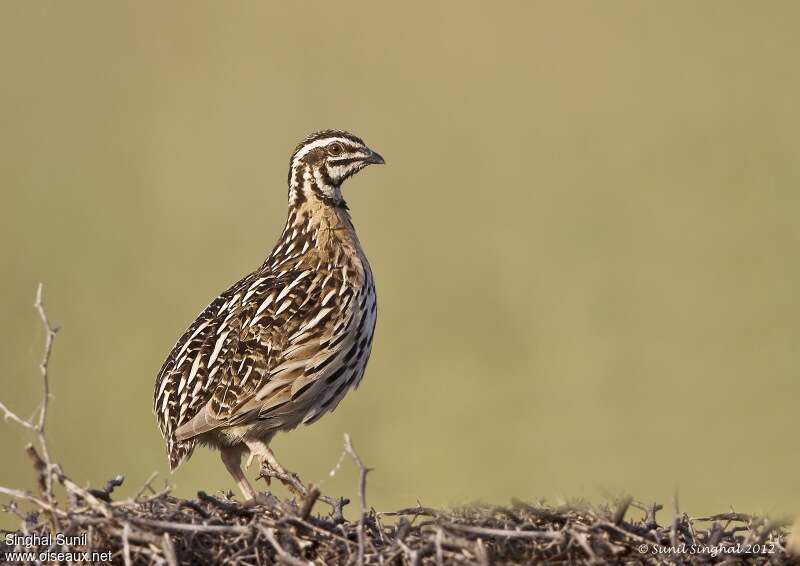 Rain Quailadult, identification