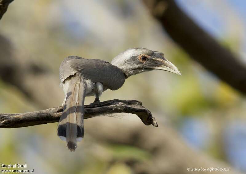 Indian Grey Hornbilladult, Behaviour