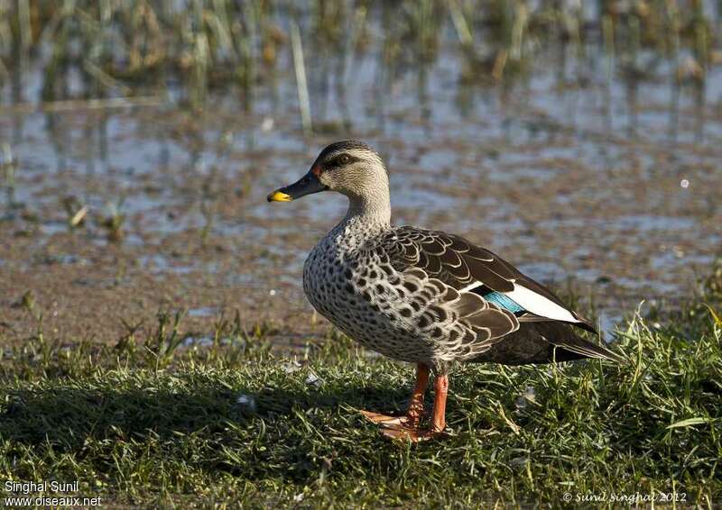 Canard à bec tacheté mâle adulte, identification