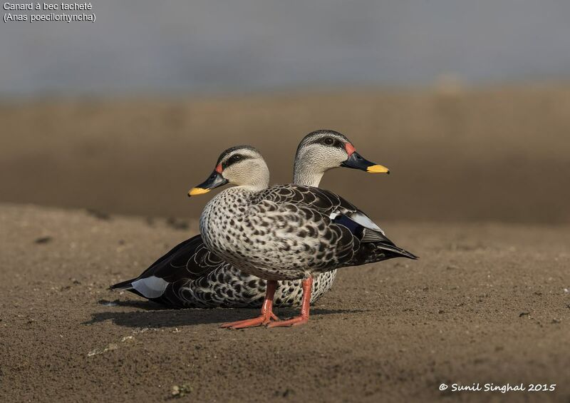 Indian Spot-billed Duck , identification