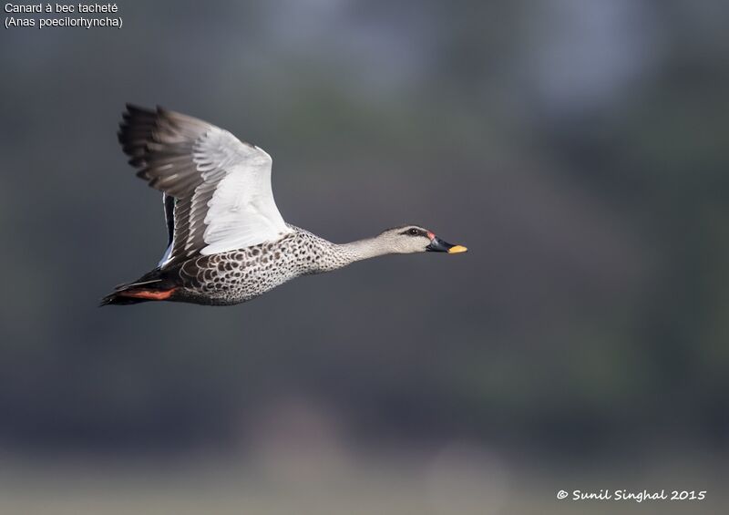 Indian Spot-billed Duck, identification, Behaviour