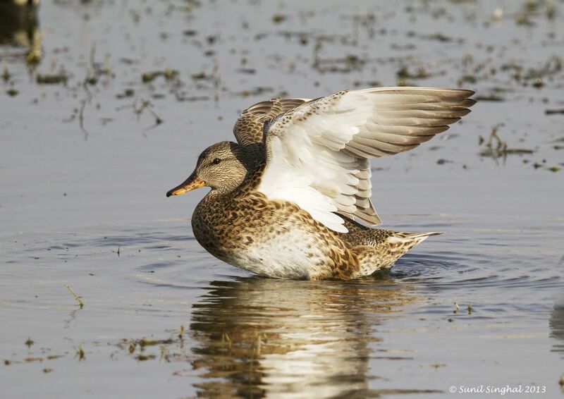 Canard chipeau