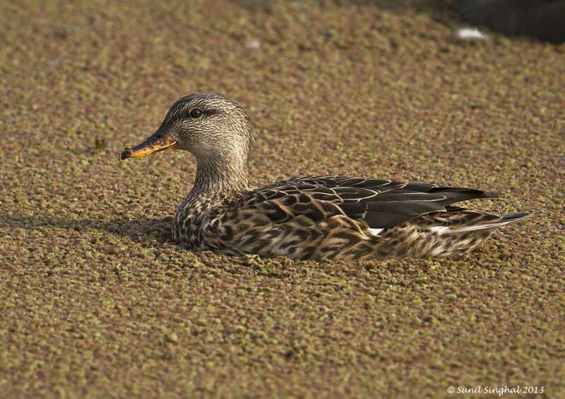 Canard chipeau