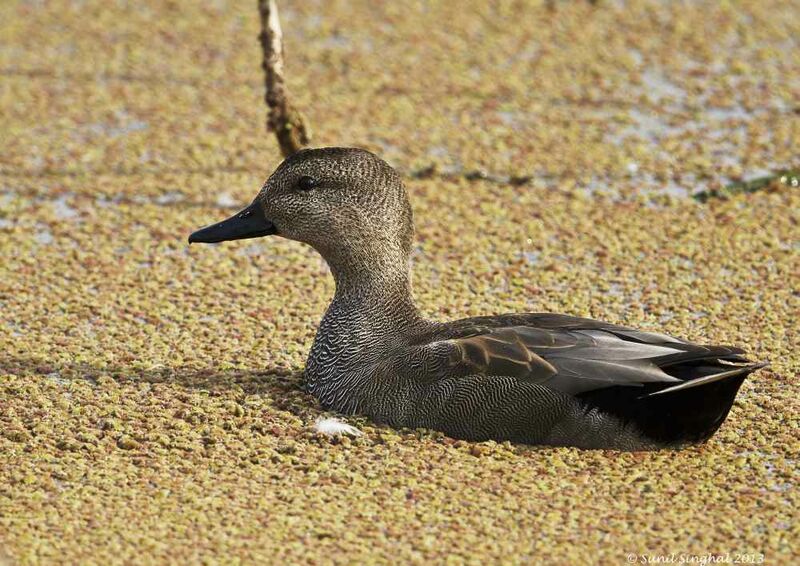 Gadwall