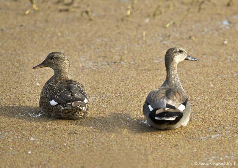 Canard chipeau