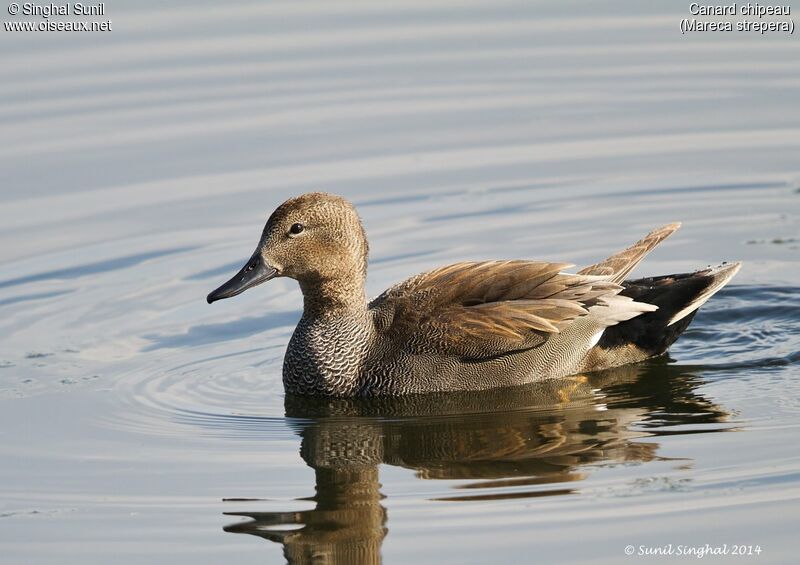 Gadwall male adult, identification