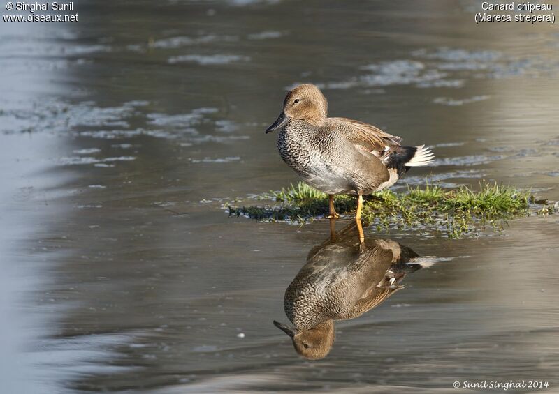 Gadwall male adult, identification