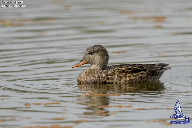 Canard chipeau