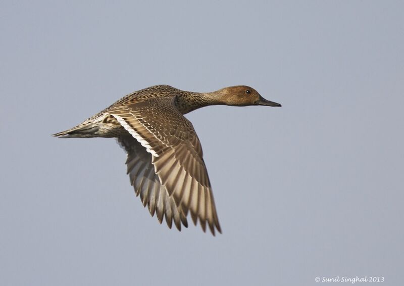 Canard pilet