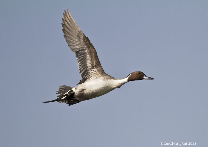 Canard pilet