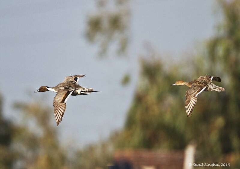 Northern Pintail