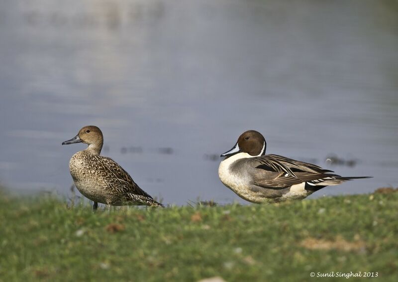 Northern Pintail