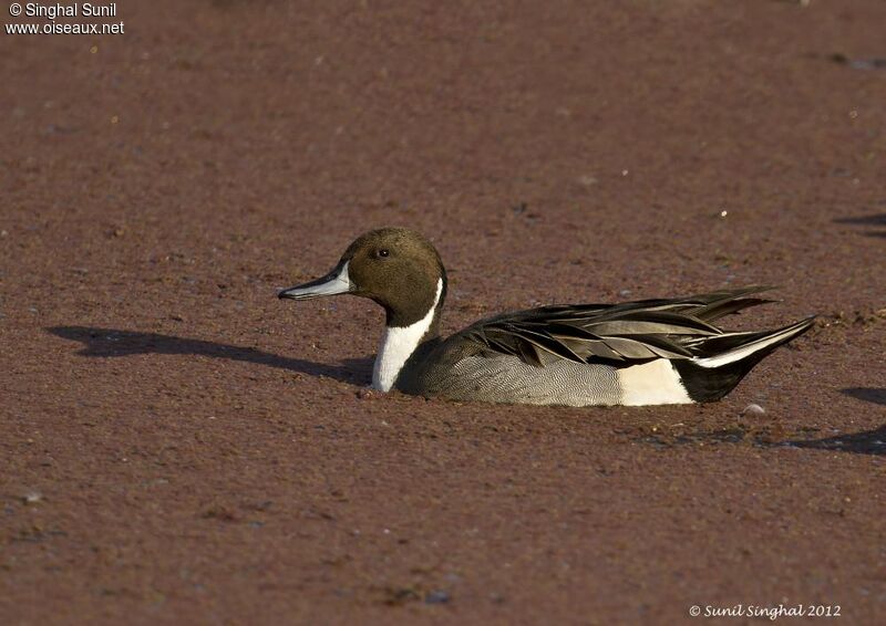 Canard pilet mâle adulte, identification