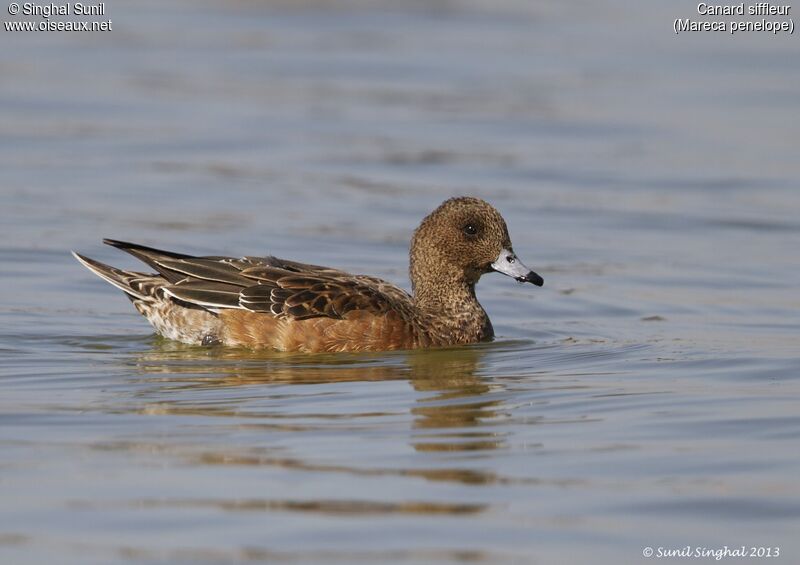 Eurasian Wigeon female adult, identification