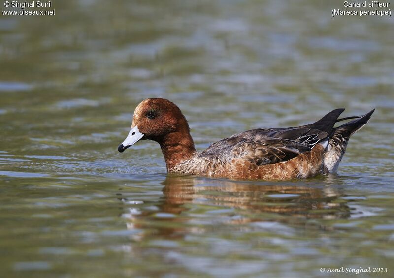 Canard siffleur mâle adulte, identification